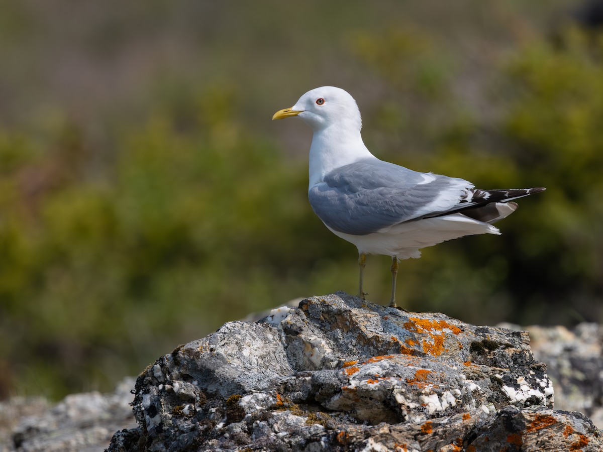 Short-billed Gull - ML640027697