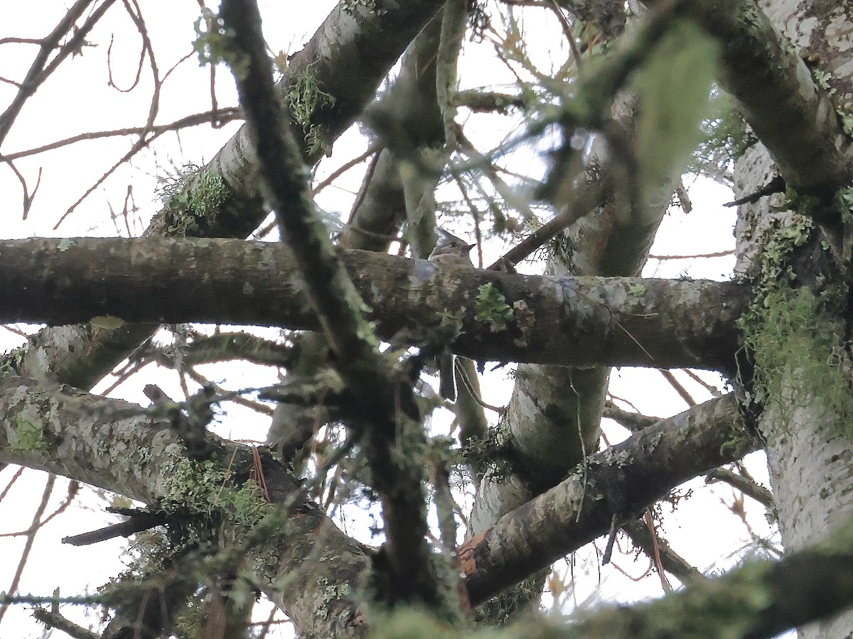 Gray-crested Tit - ML640027727