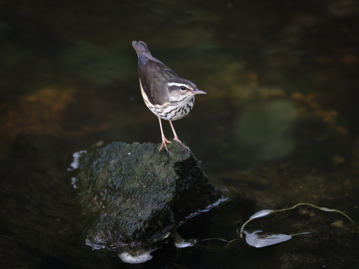 Louisiana Waterthrush - ML640027743