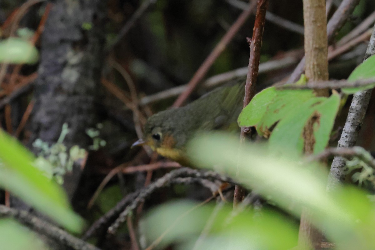 Chestnut-headed Tesia - ML640027754