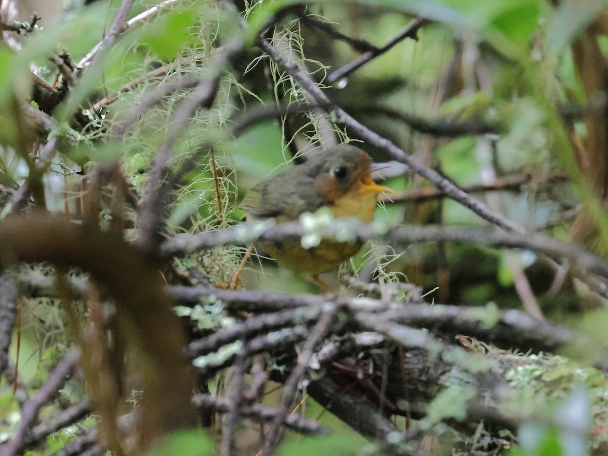 Chestnut-headed Tesia - ML640027755