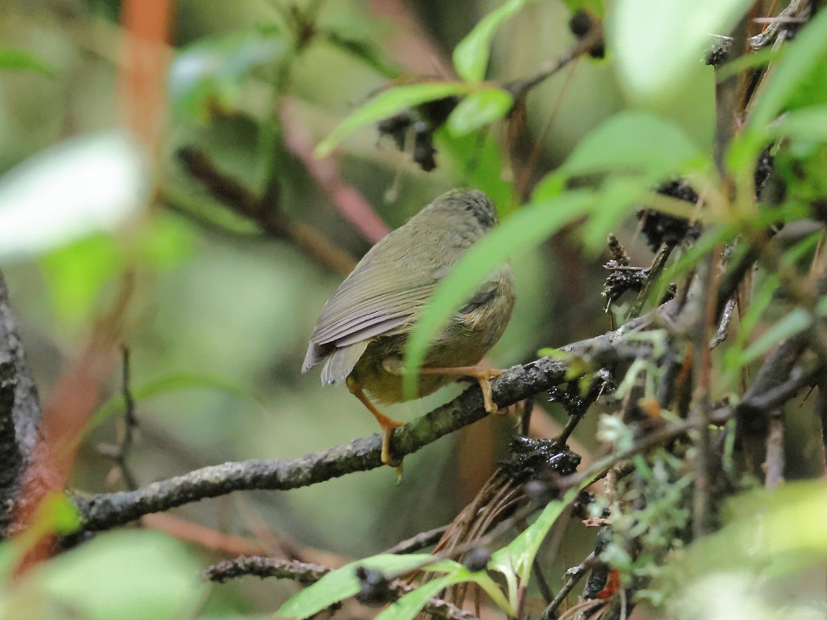 Chestnut-headed Tesia - ML640027757