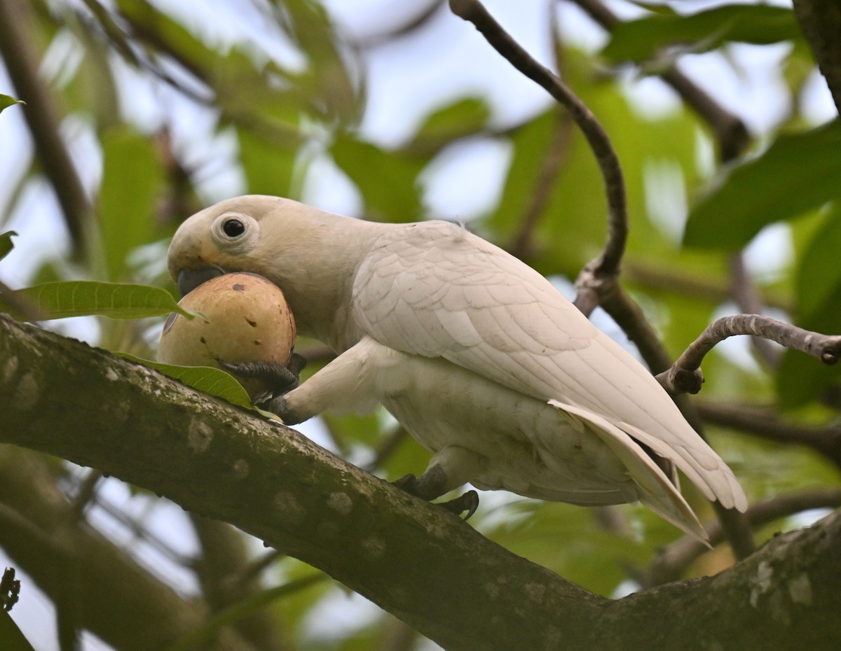 Tanimbar Corella - ML640027796