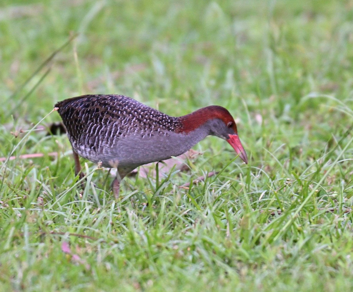 Slaty-breasted Rail - ML640027871