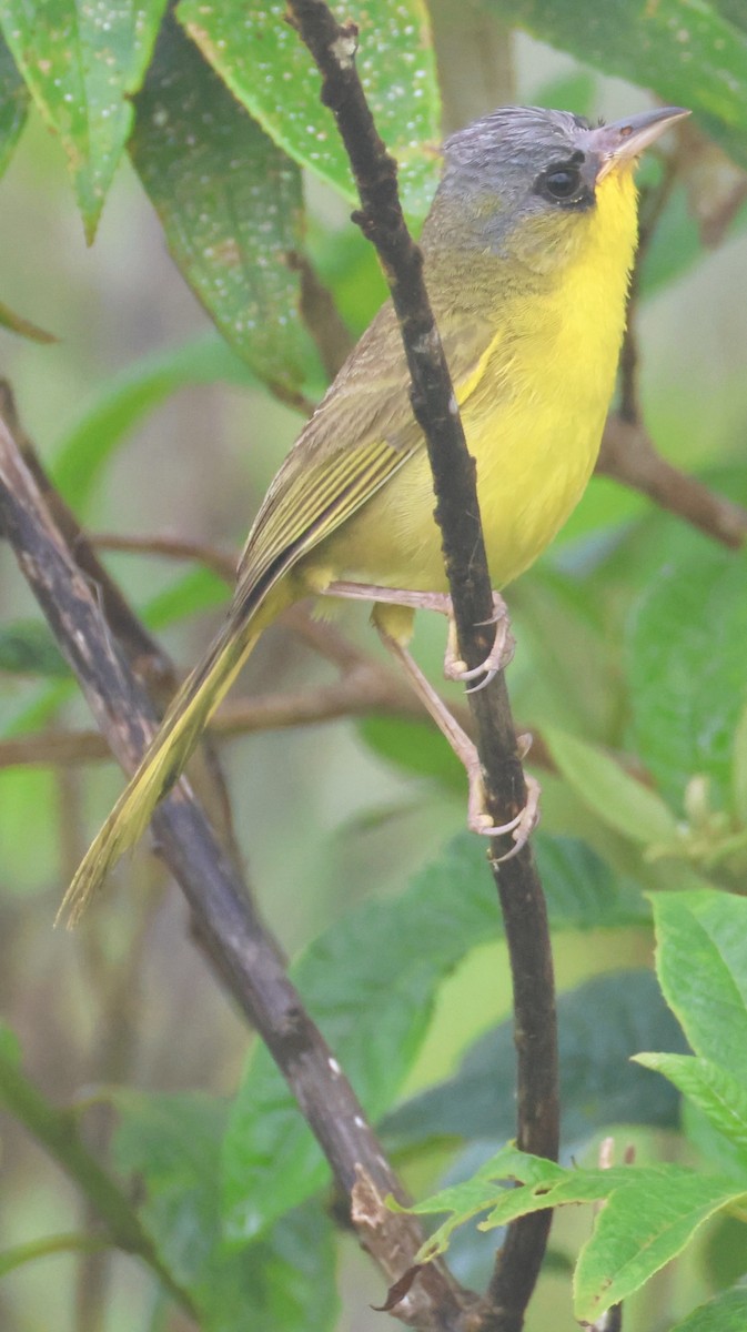 Gray-crowned Yellowthroat - ML640027880