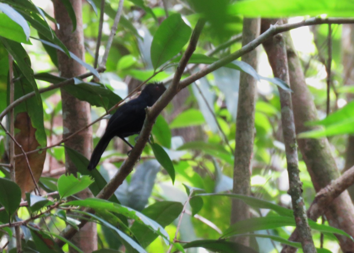 East Amazonian Fire-eye - ML640027936