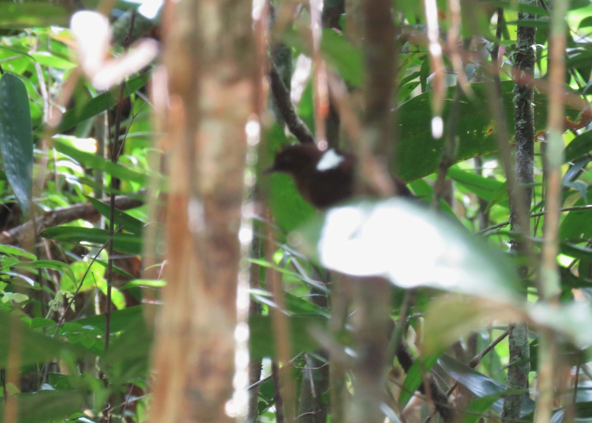 East Amazonian Fire-eye - ML640027937