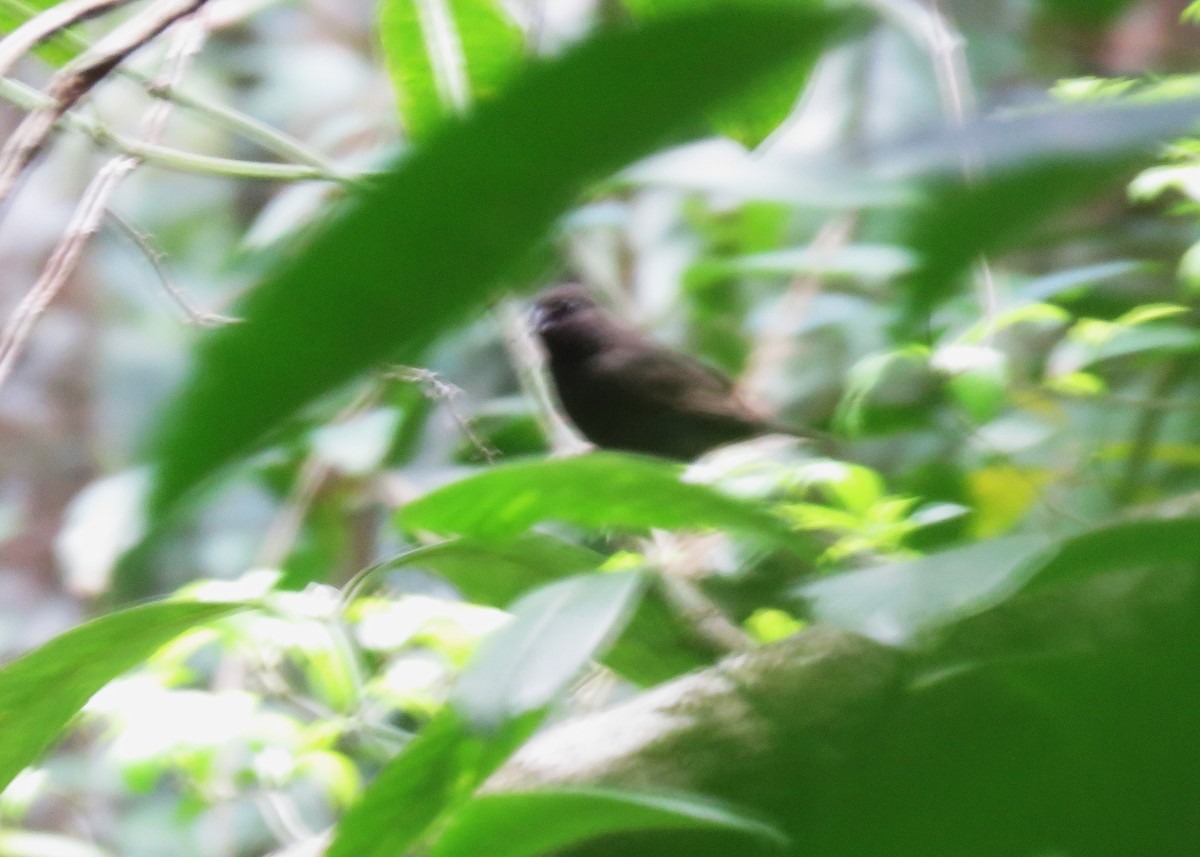 Sooty Grassquit - ML640027939