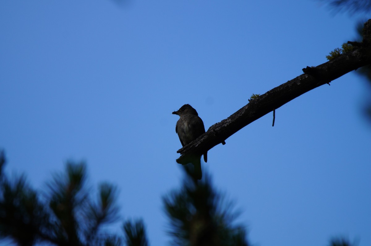 Western Wood-Pewee - ML640027965