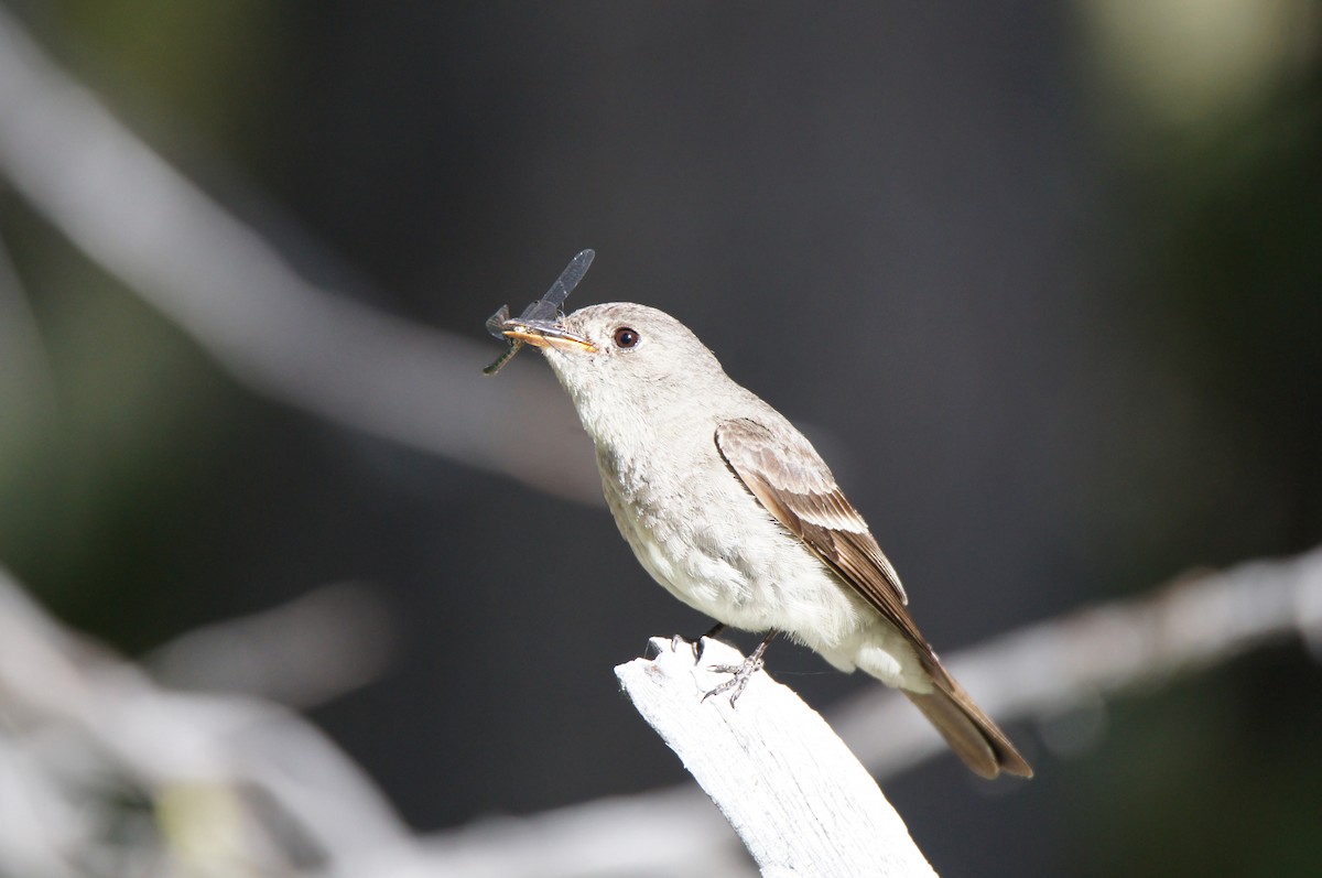 Western Wood-Pewee - ML640027992