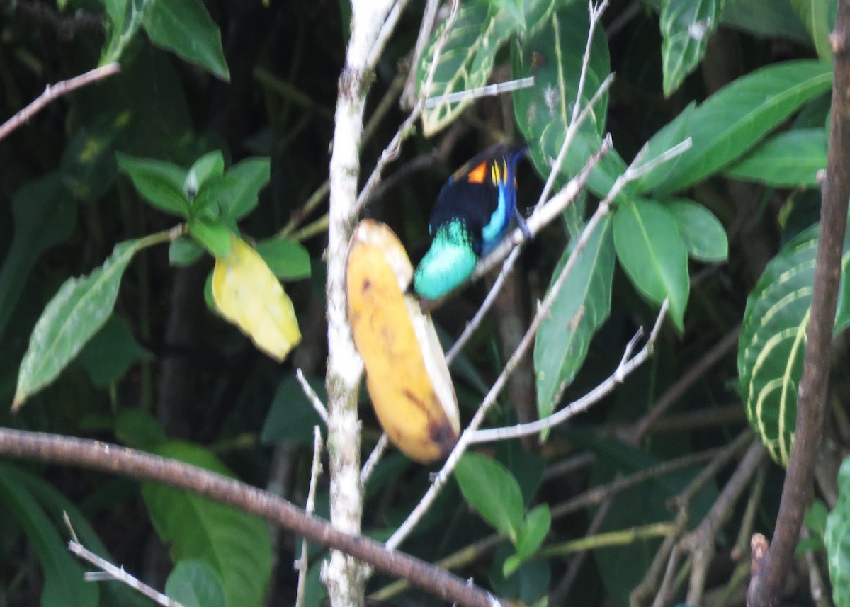 Seven-colored Tanager - ML640027997
