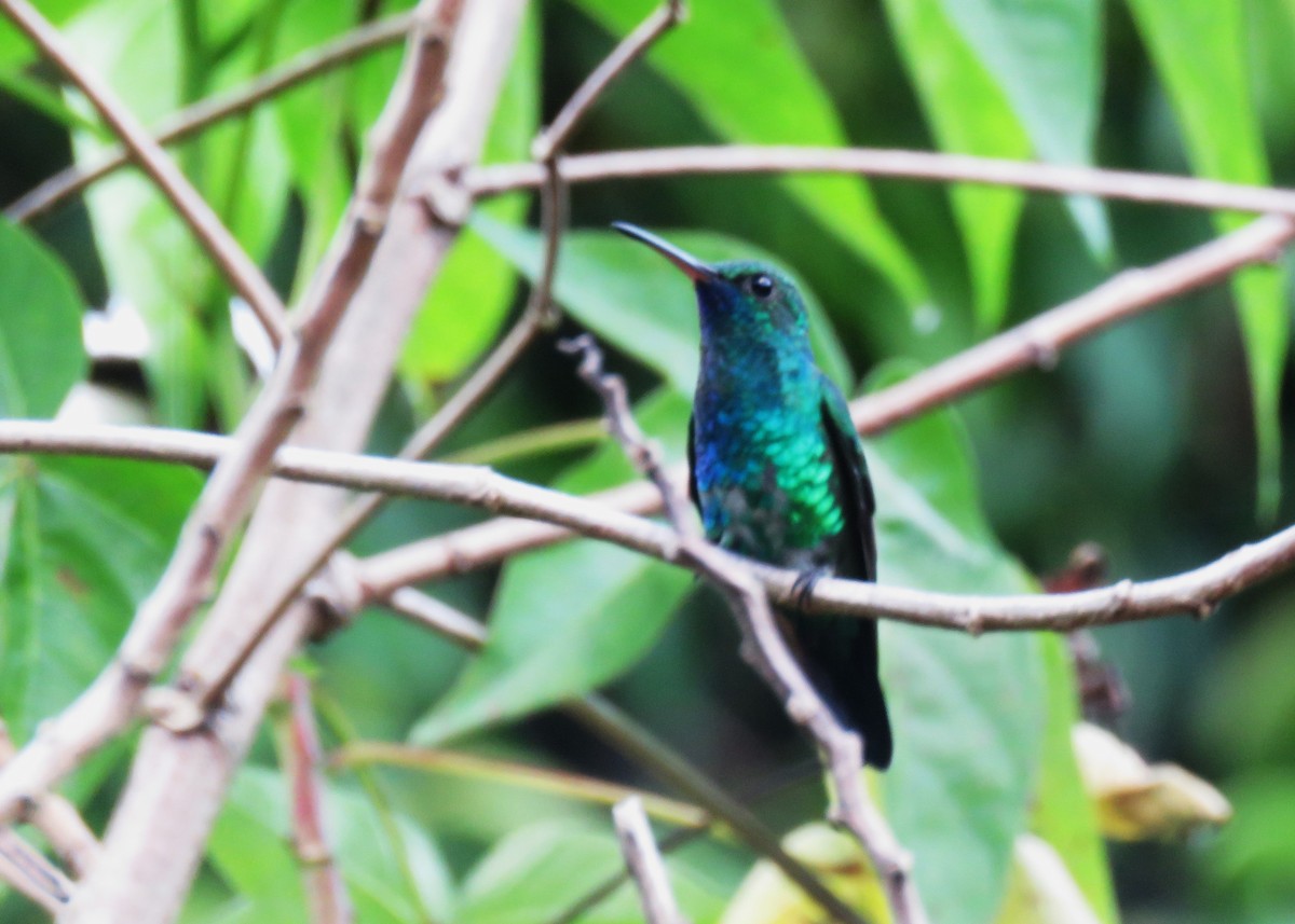 Blue-chinned Sapphire - ML640028003