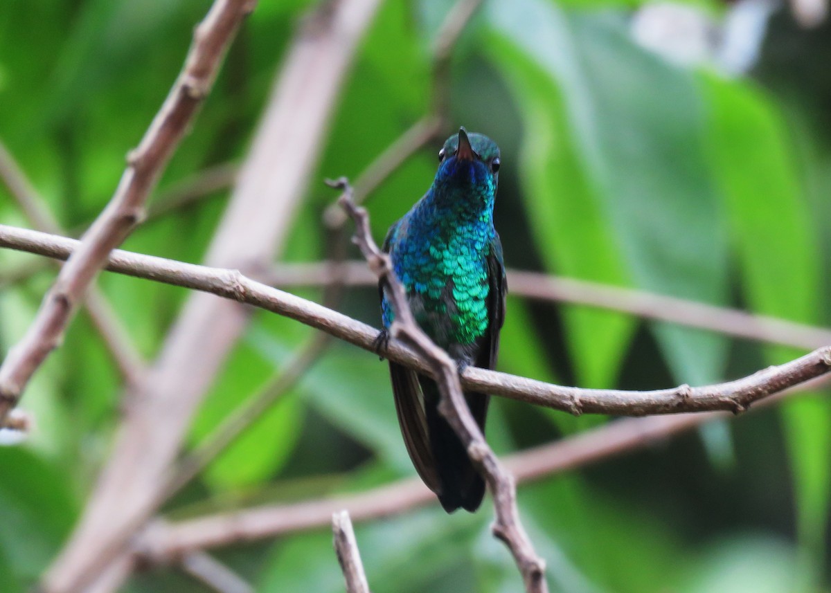Blue-chinned Sapphire - ML640028004