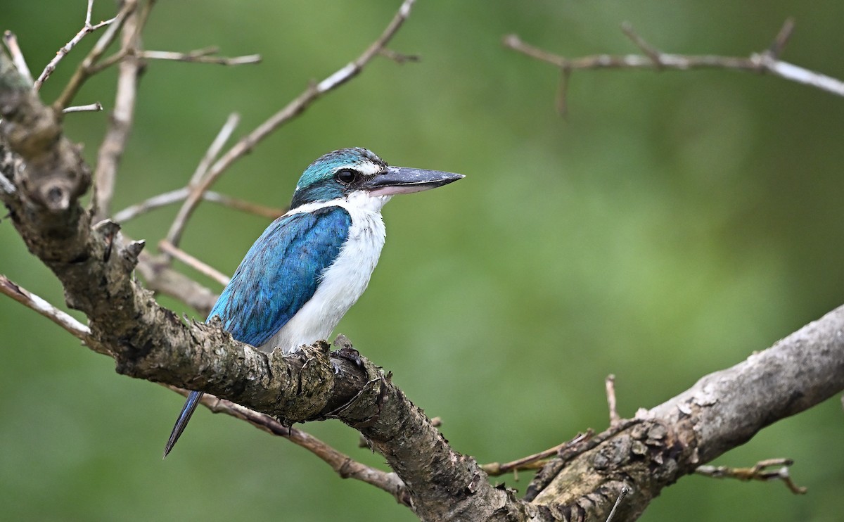 Collared Kingfisher - ML640028013