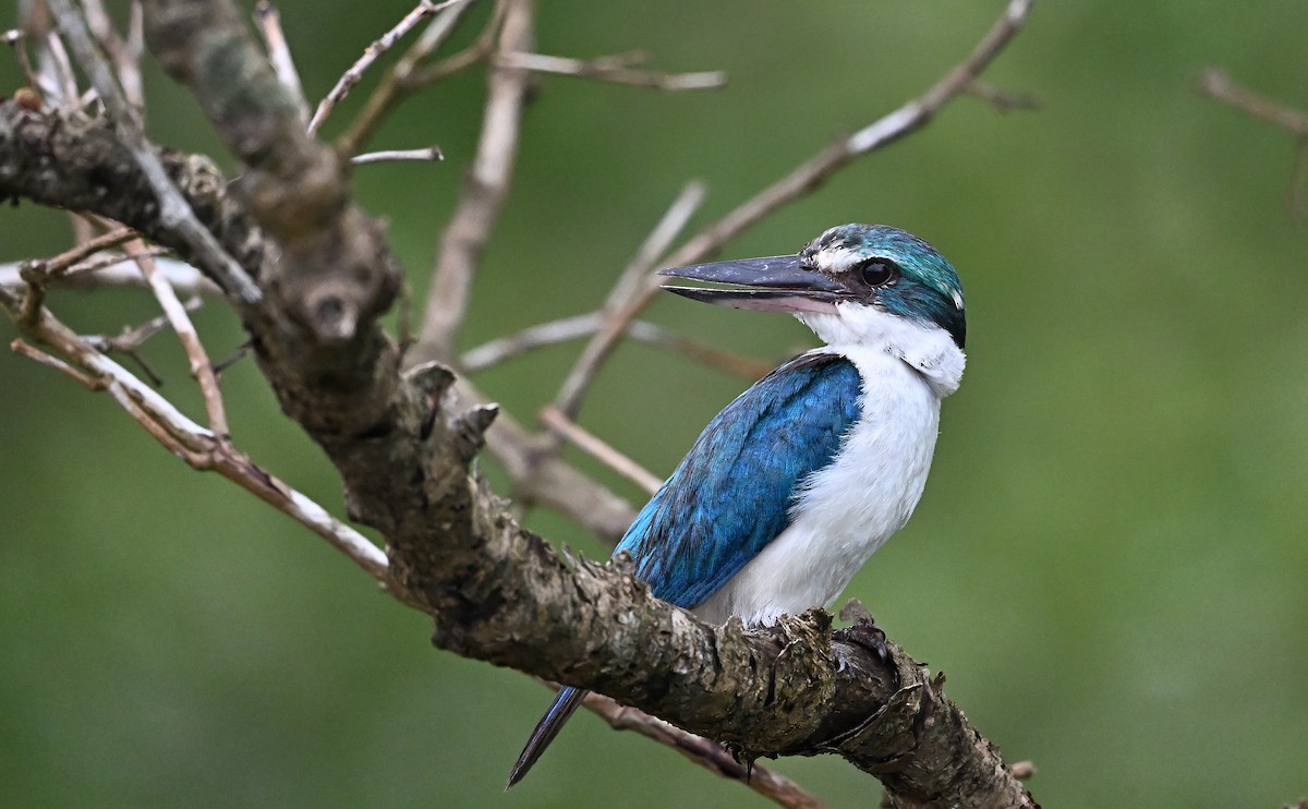 Collared Kingfisher - ML640028014