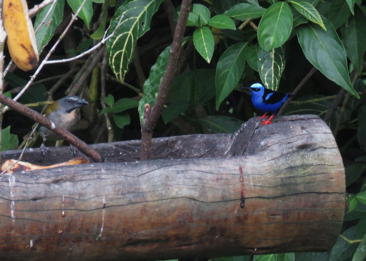 Red-legged Honeycreeper - ML640028015