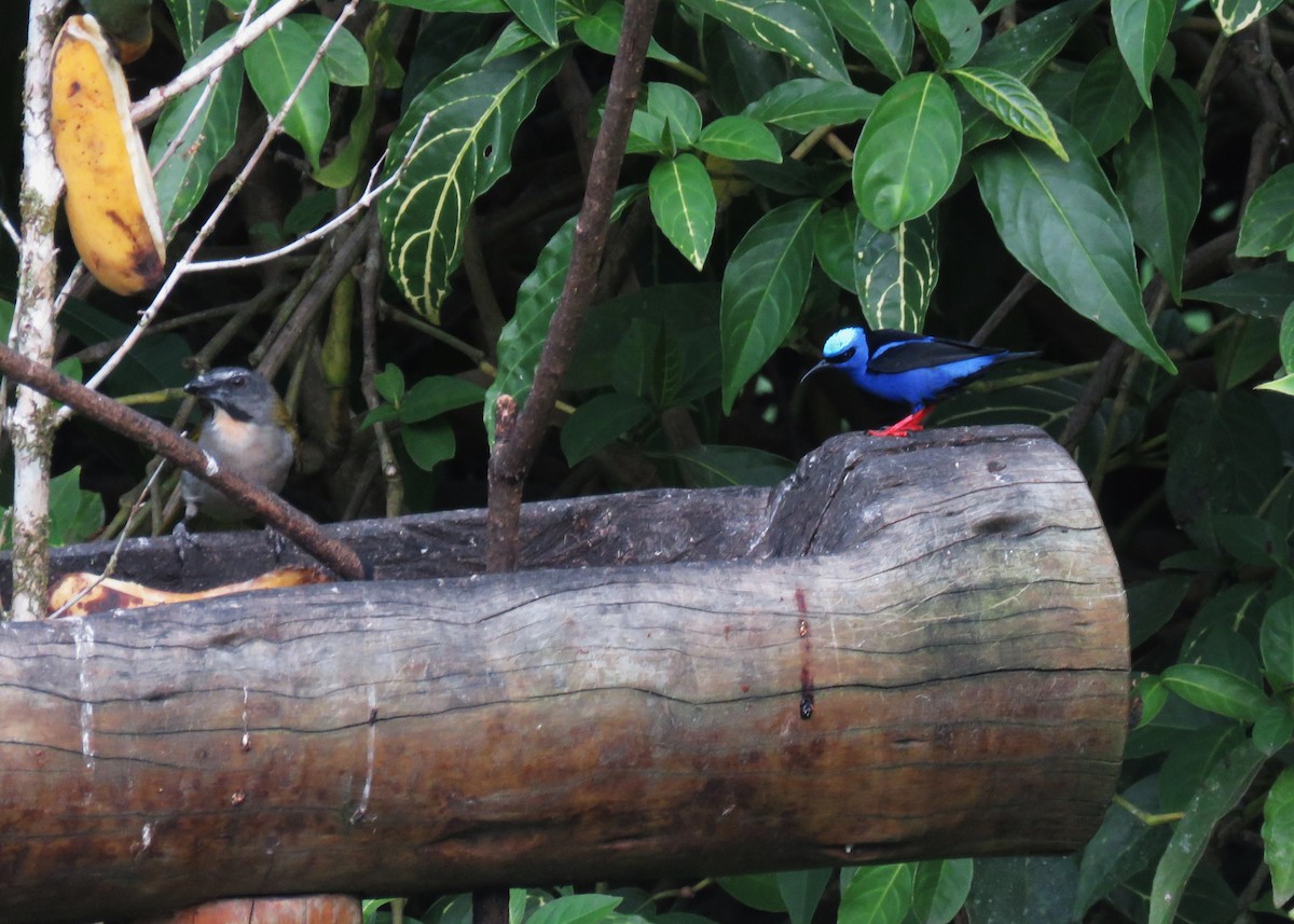 Red-legged Honeycreeper - ML640028017