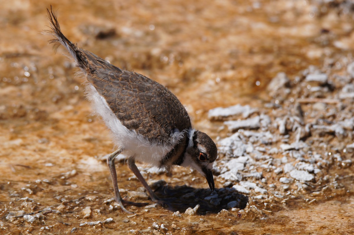 Killdeer - ML640028018