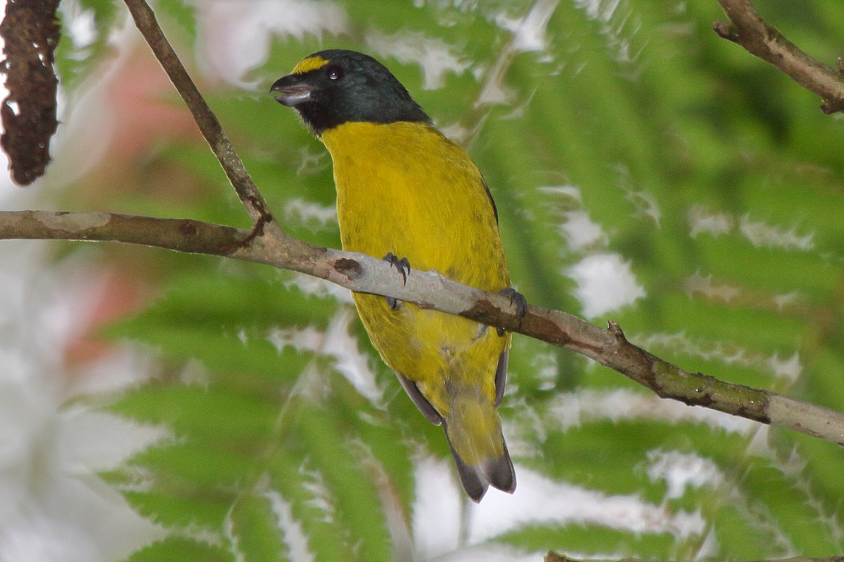 Green-throated Euphonia - ML640028021