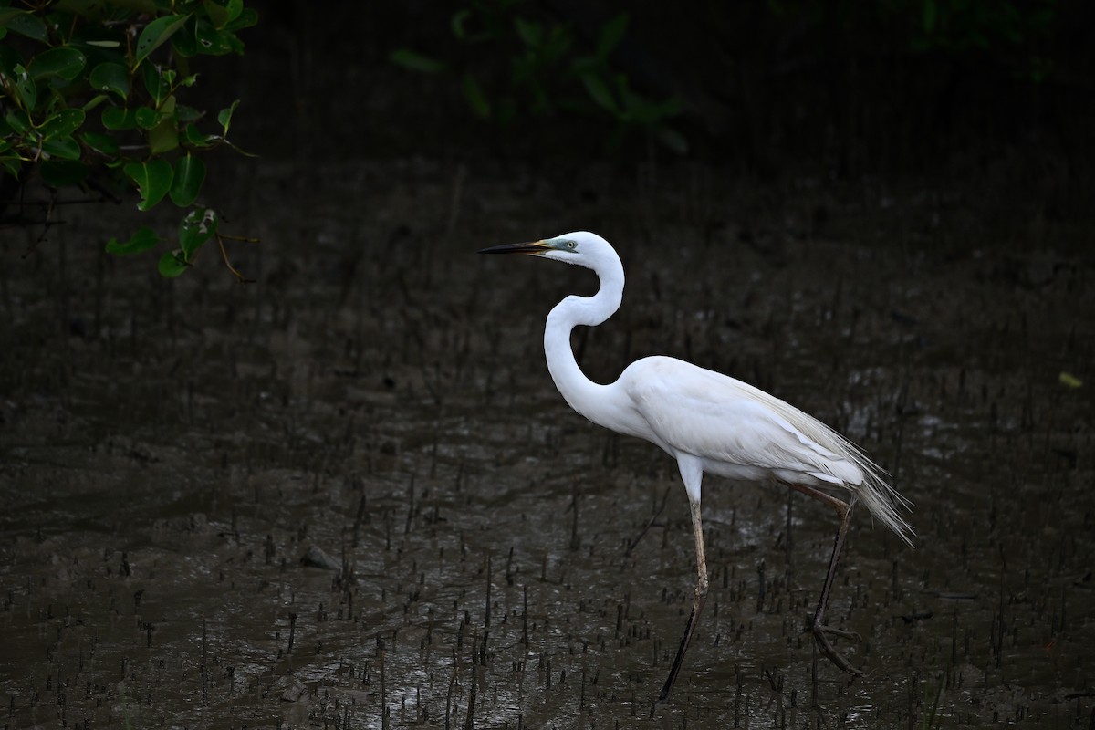 Great Egret - ML640028022