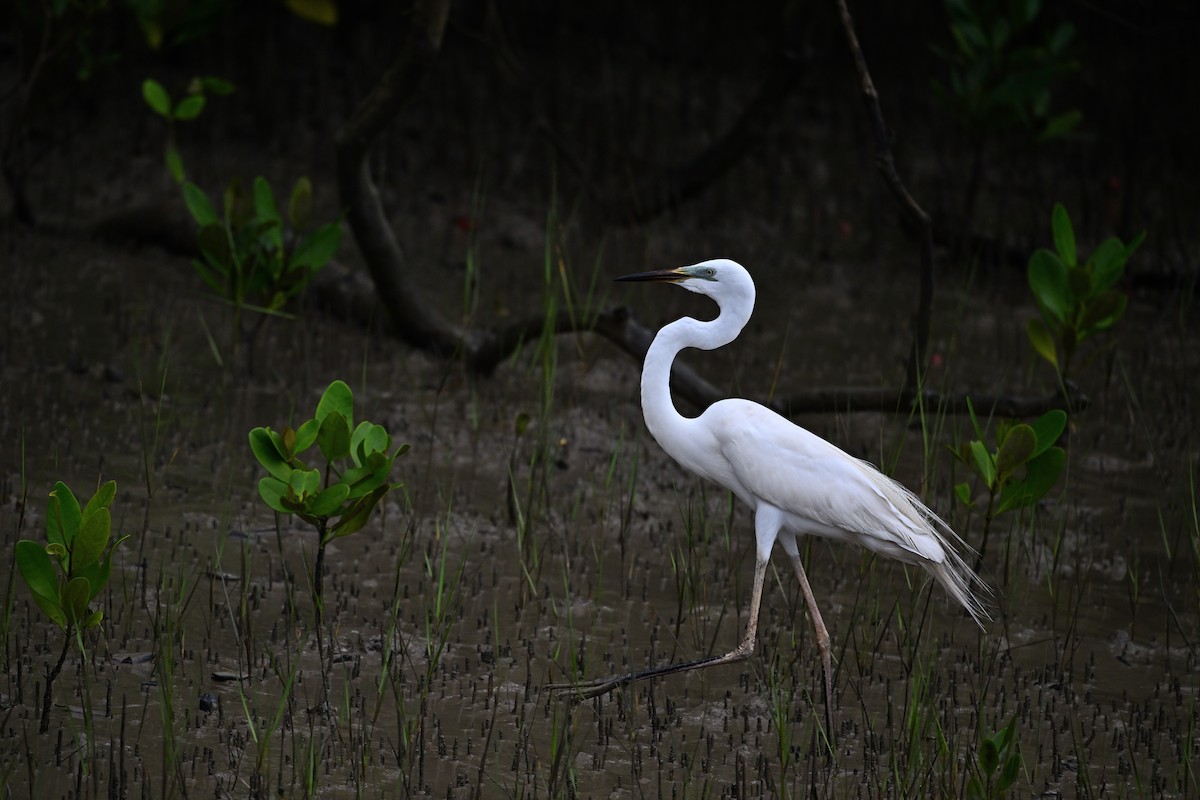 Great Egret - ML640028023