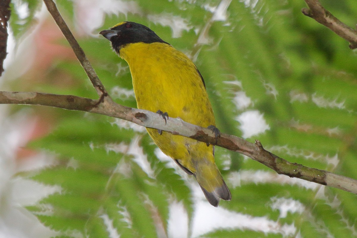 Green-throated Euphonia - ML640028024