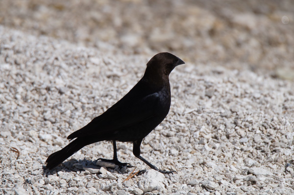 Brown-headed Cowbird - ML640028044
