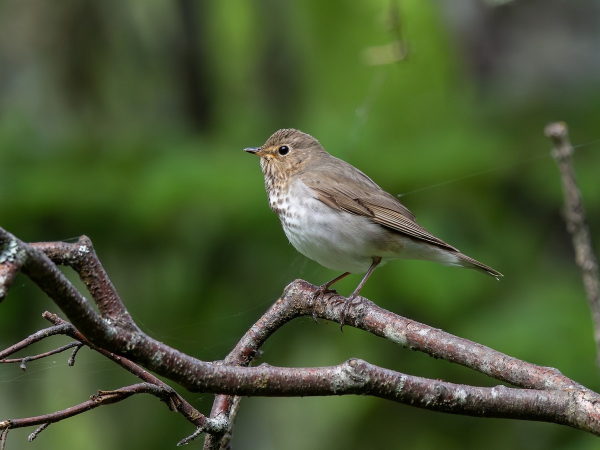Swainson's Thrush - ML640028050