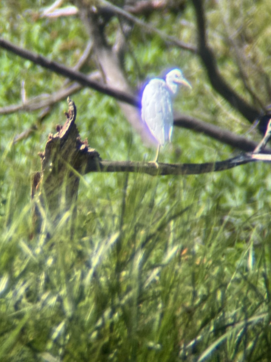 Little Blue Heron - ML640028079