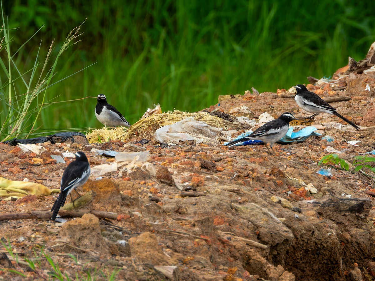 White-browed Wagtail - ML640028097