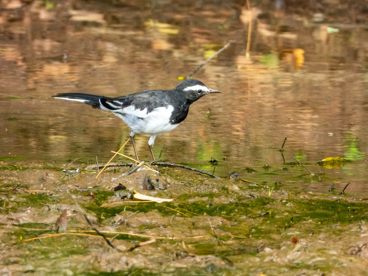 White-browed Wagtail - ML640028098