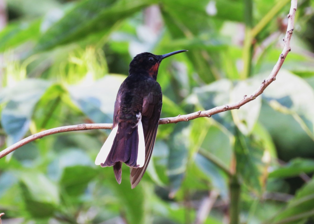 Black Jacobin - ML640028109