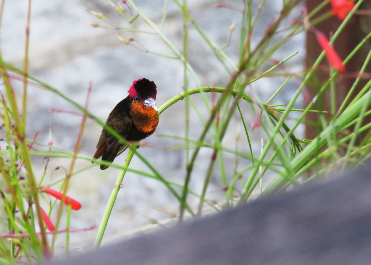 Ruby-topaz Hummingbird - ML640028115