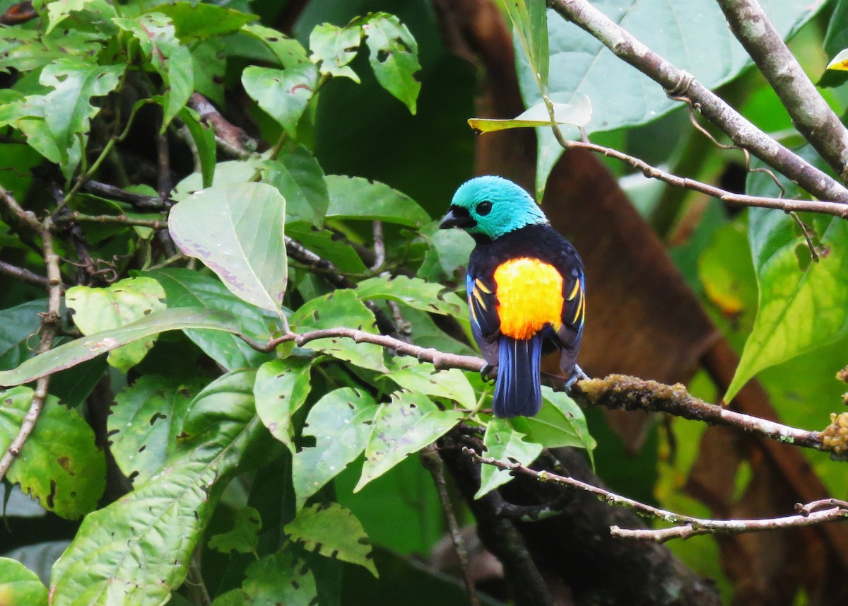 Seven-colored Tanager - ML640028178