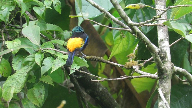 Seven-colored Tanager - ML640028187