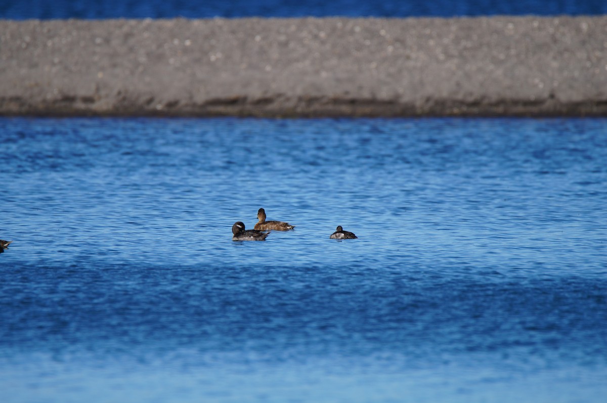 Bufflehead - ML640028235