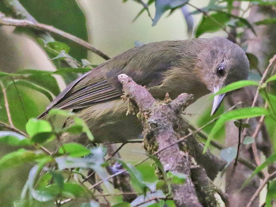 Olive Straightbill - eBird