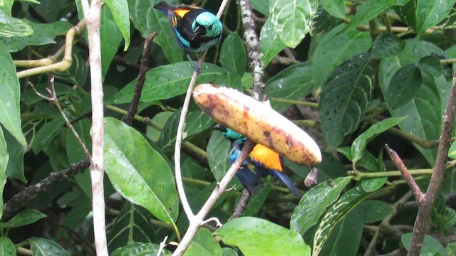 Seven-colored Tanager - ML640028313