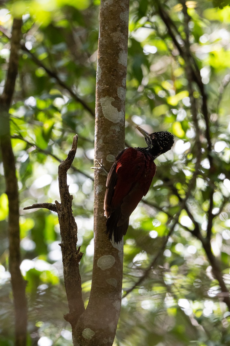 Crimson-backed Flameback - ML640028316