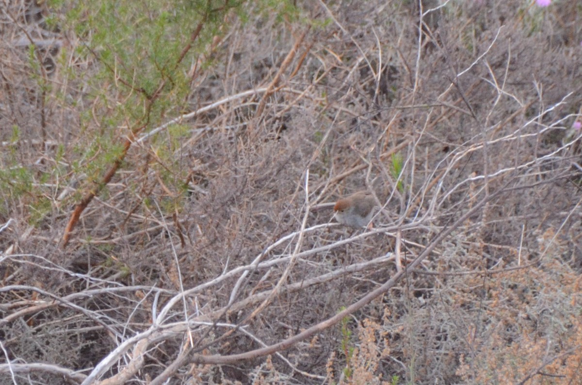 Piping Cisticola - ML640028343