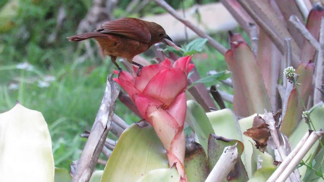 White-lined Tanager - ML640028418