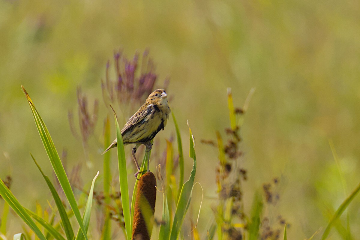 Bobolink - ML640028421