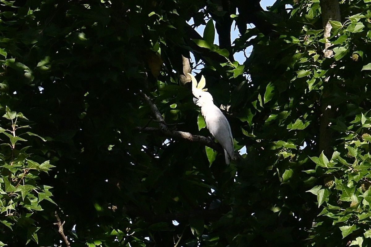 Yellow-crested Cockatoo - ML640028435