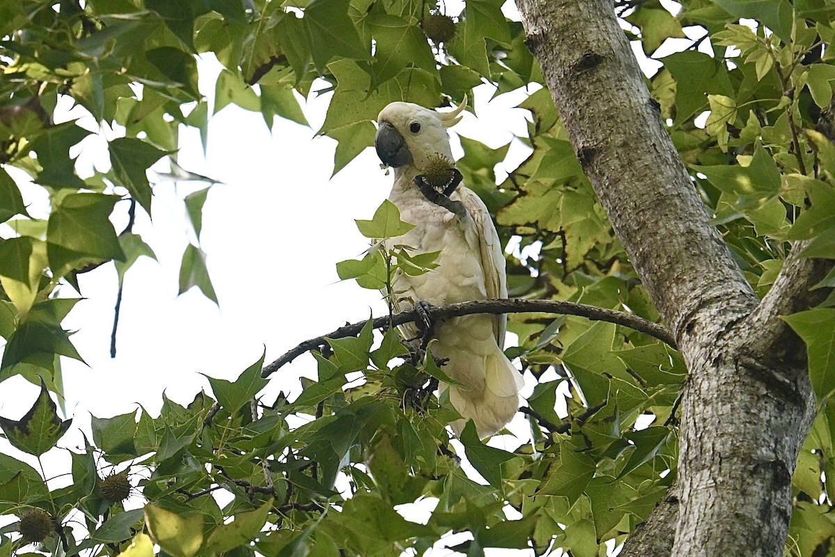 Yellow-crested Cockatoo - ML640028437