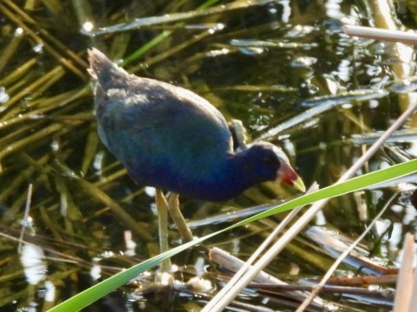 Purple Gallinule - ML640028439