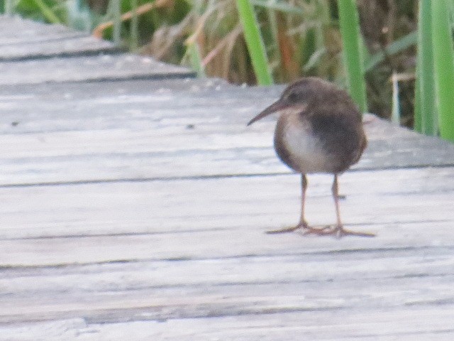 Virginia Rail - ML640028463