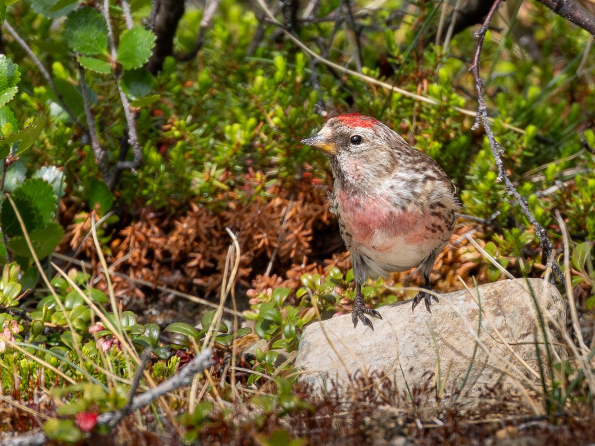 Redpoll (Common) - ML640028480