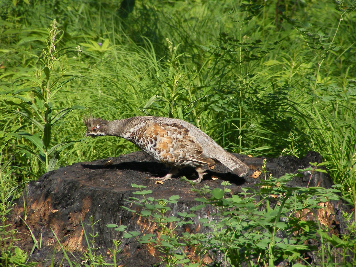 Daurian Partridge - ML640028571