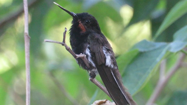Black Jacobin - ML640028575