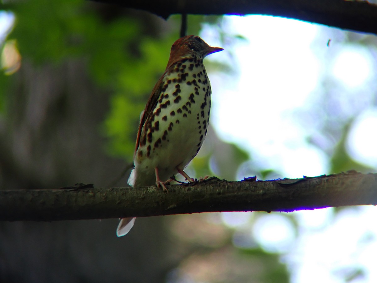 Wood Thrush - ML640028603